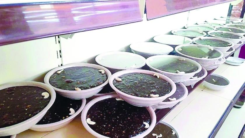 Omani Halwa Most Sought After During Eid