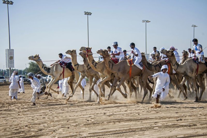 Oxy Oman Sponsors Adam Camel Race