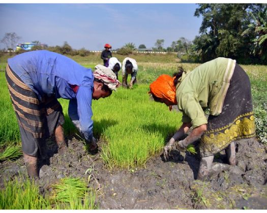 India: Government Outlines Strategy To Enhance Agricultural Productivity