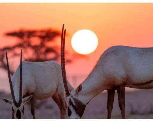 Oman Celebrates GCC Wildlife Day