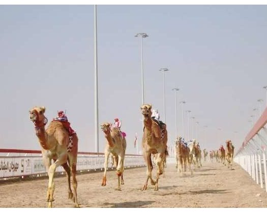 Al Bashyer Annual Camel Race To Begin On 10 February In Adam