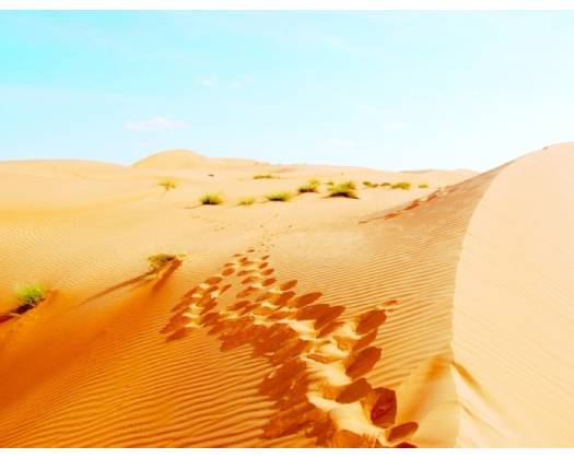 Shutterbugs On A Desert Mission
