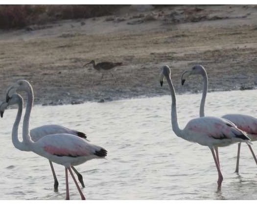 Environment Authority Conducts Field Surveys Of Coastal Areas In Al Jazir