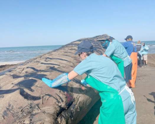 Sperm Whale Death In Barka Linked To Natural Causes: EA