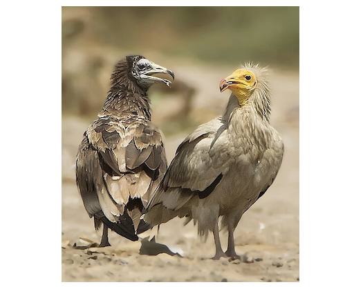 Rare Sighting: Over 300 Endangered Egyptian Vultures Spotted In North Al Sharqiyah