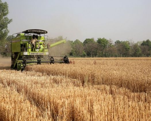 India May Not Lose Much In Agriculture Due To Trump's Tariffs: Economist Ashok Gulati