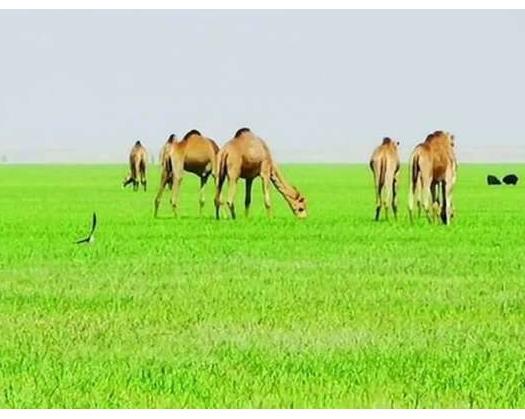 Oman’s Livestock Exports Up By 45% By End Of 2023