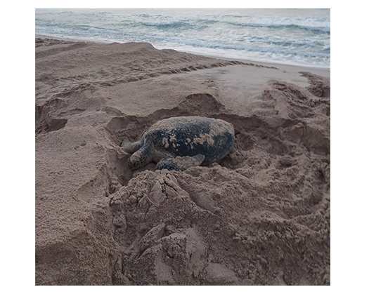 Sea Turtle Returns To Oman Shores After 15 Years Since Tagging