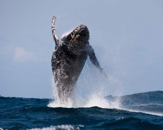 Humpback Whale Sets Record For How Far It Traveled