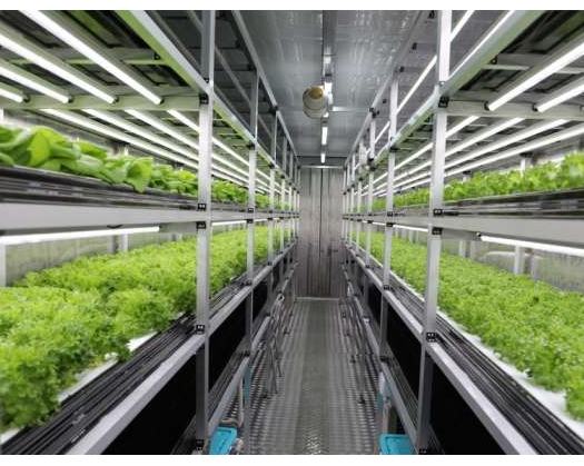 Smart Agriculture In Oman: Bridging Heritage And Technology