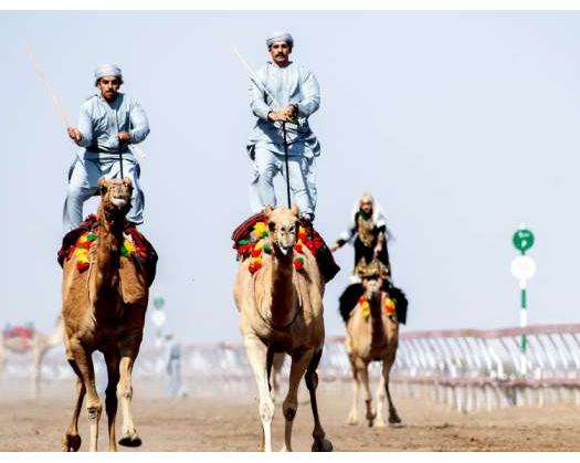 Royal Camel Corps Makhayil Wins HM The Sultan’s Camel Cup 2025
