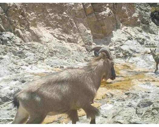 Al Dhahirah Nature Reserve Highlights Efforts To Protect Arabian Ibex