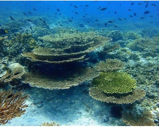 Oman Celebrates International Biodiversity Day