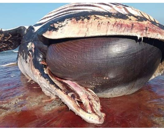 Environment Authority Investing Death Of Humpback Whale Off The Soqra Coast