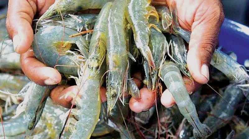 RO 16mn Al Khuwayma Shrimp Farming Project Inaugurated