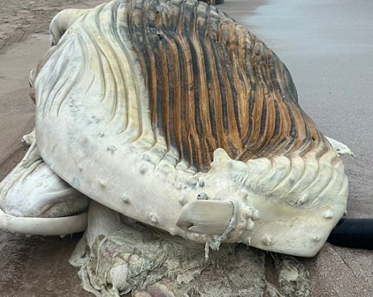 Death Of Whale: An Irreparable Marine Life Loss
