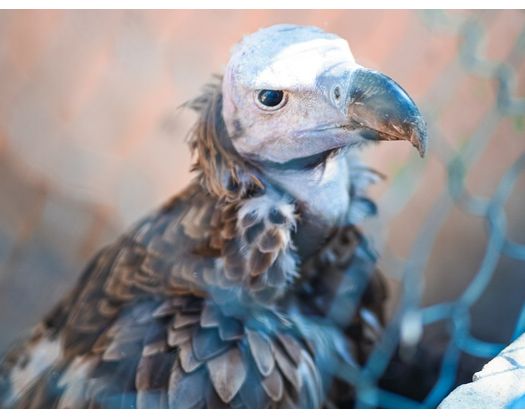 Barka Biodiversity Centre Helps In Preserving Endangered Species