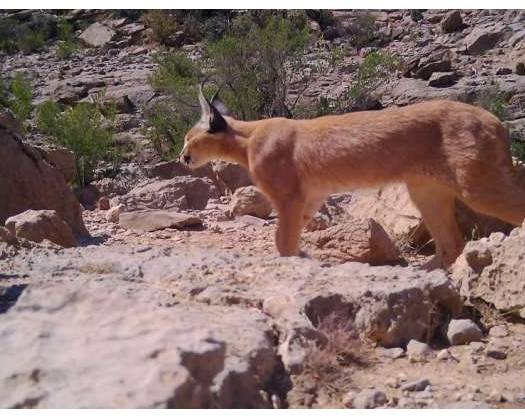 Rare Wildlife Species In Al Dakhiliyah Spotted